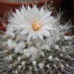 Turbinicarpus